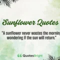 Sunflower Quotes